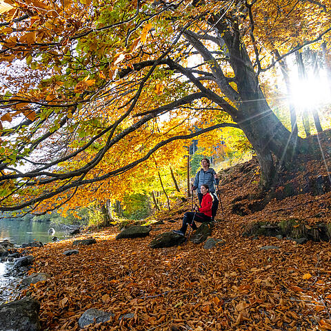 Goldener Herbst am Millstätter See Pärchen sitzt im Herbst am Ufer des Millstätter Sees