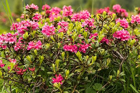 Escursioni durante la fioritura della rosa alpina