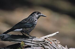 Der Vogel Tannenhäher im Biospährenpark Nockberge